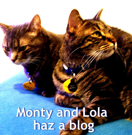 Monty and Lola are two awesome cats that live in Washington, DC with their pal Erebus. They has a blog.