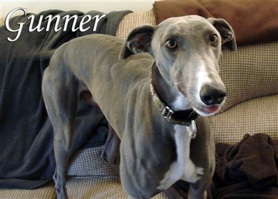 I'm a retired racer from the Sandown Race track in Melbourne, Australia; now my job is to go to work with dad every day and look cute!