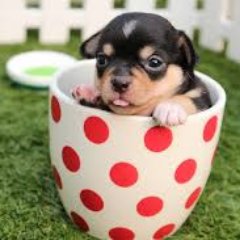 browja17WALC's profile picture. I wanna go home