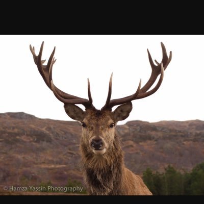 comjc2's profile picture. Eagles may sore but weasels don't get sucked into jet engines