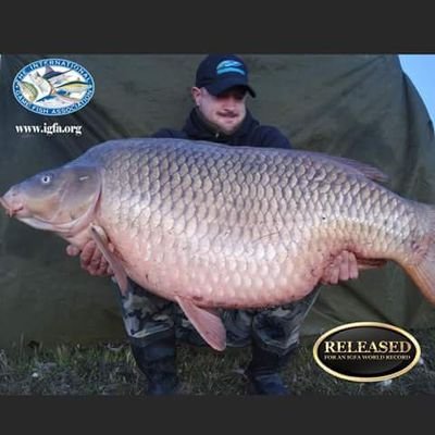 fisherman (8 carp +70lb) (3 carp +90lb) (11 barbel +10kg) (12 pike+ 10 kg) (3 tenca +5 kg) (2 black bass +4 kg) record barbel 18.7kg record carp comun 46.7 kg