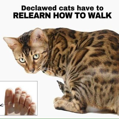 BanDeclawing