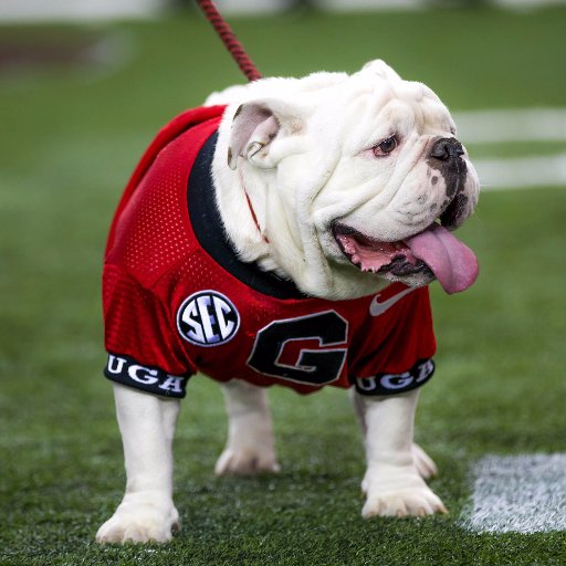 Georgia Bulldogs football updates from students and alumni. We tweet live from the games. ZERO Bulldog trash talking allowed! We bleed Red & Black! Go Dawgs!