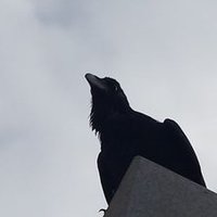 The Mysterium Shift (@mysteriumshift) 's Twitter Profile