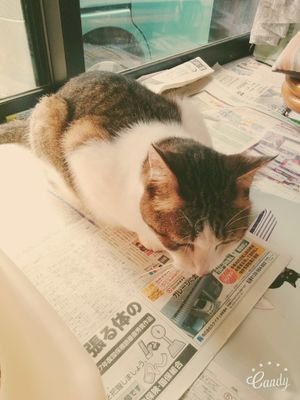 千聖さんのプロフィール画像