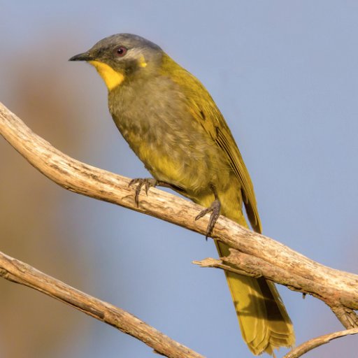 Spreading the word on bird conservation, in Tasmania.