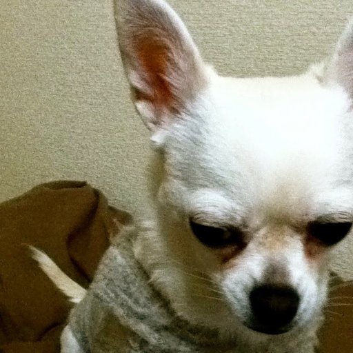 ちーちゃんおばちゃんとお呼び
Social Distancing Enthusiast/Nap Champion/Identifies as Depressed Chihuahua /
Mostly here for doomscrolling. ほぼ読み専です。