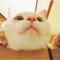 웃기냥 (@vvhen) 's Twitter Profile Photo