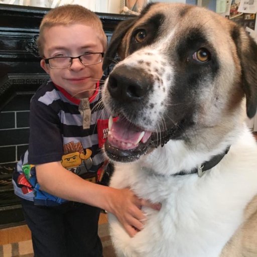 I am a 3 legged Anatolian Shepherd, I was deliberately abandoned on a railway line and hit by a train. I now live with my best friend Owen Howkins AKA Little B