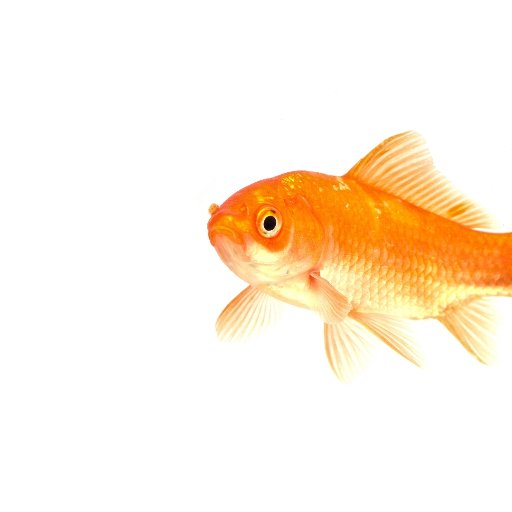 We are the digital marketing people #SEO #DigitalMarketing #SocialMedia #Google #Twitter #Instagram #Facebook sales@fishshoot.com