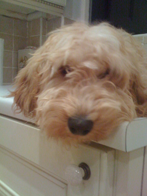 I'm a Cockapoo from Ostlewhistle. I like bones and chasing cats