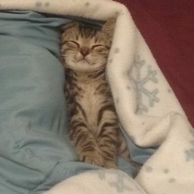 belieber8797's profile picture. "I hate society, yet I choose to study it." 🐝 *intentioned footsteps* 👣 brb, gotta go start a movement 🏳️‍🌈she/her