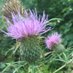 Thistle Rock Farm (@thistle_rock) Twitter profile photo Thistle Rock Farm (@thistle_rock) Twitter profile photo