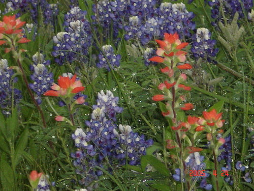 Born and raised Texan!