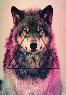 ShadowsoraxX's profile picture. 