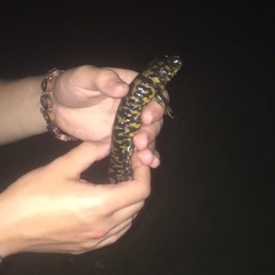 canastrauberry's profile picture. 2 hot 2 hold she/her