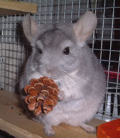 RJChinchillas's profile picture. R&J Chinchilla Rescue & Rehoming Centre, Providing a dedicated service for any chinchilla in the UK requiring rescue, rehabilitation, re-homing.