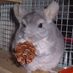 R&JChinchillaRescue (@RJChinchillas) Twitter profile photo