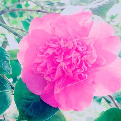 17歳息子と毎日珍道中 | エネルギーワーク #seedcompany #horticulture #gardening #spiritual