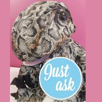 Reffie (@reffieraptor) 's Twitter Profile