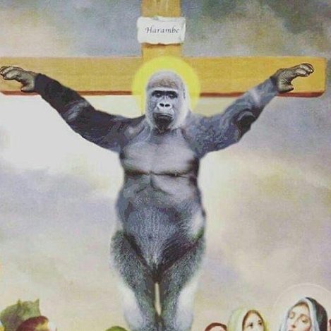 MANLlKEHARAMBE's profile picture. Fuck Cincinnati Zoo. 666. Male western lowland gorilla.