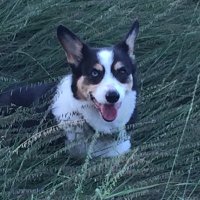 Zac Reicher (@zacturfguy) 's Twitter Profile