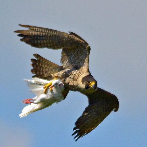 Peregrines Falcons / wildlife. Schedule 1 Licence Photographer Wildlife and Countryside Act 1981 . Nikon and Hasselblad user since 1976.