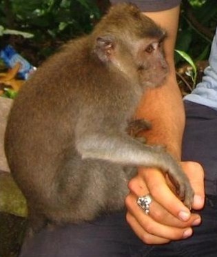 MishasMonkey's profile picture. Mishas manic monkey minion