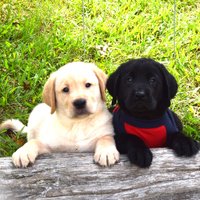 Smithpoint retriever (@smithpointr) 's Twitter Profile
