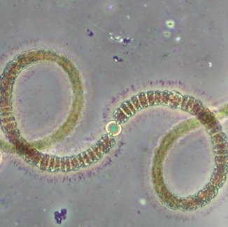 The Cyanobacteria Monitoring Collaborative https://t.co/sgq9NGy7b6 strives to locate, describe & understand harmful #cyanobacteria | managed by @LimnoShane