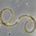Cyanobacteria Monitoring Collaborative (@cyanomon) Twitter profile photo Cyanobacteria Monitoring Collaborative (@cyanomon) Twitter profile photo