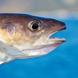 fanfisher's profile picture. Fishing. Personal experience. Councils to fishers. (Рыбалка. Личный опыт. Советы рыболовам.)