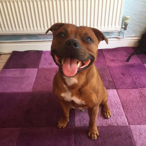 *Woof* That means hello in dog language. My names Juke, I am a staffordshire bull terrier who loves to chew shoes and steal your socks :D