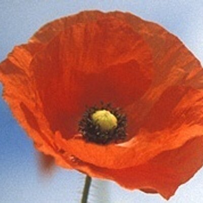 PoppiesNetwork's profile image