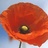PoppiesNetwork's profile image