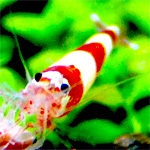 corystray's profile picture. 【アクアリウムと写真が主な話題】水草レイアウトとレッドビー&コリドラス大好きさん。 アクアブログ Aqua.n.te もよろしく(*´ω`*) 　メモってカンジでつぶやきます。　基本的にアクアpost多めの人しかフォローをしません、悪しからず。