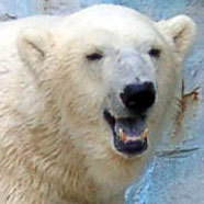 yanosax's profile picture. Twitterは見る専です。普段は https://t.co/UGYezPhJFr にいます。