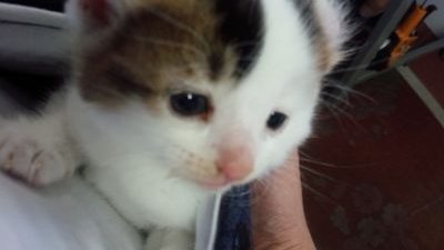 会津鉄道 ばすちゃん、らぶちゃん、ぴーちゃん、さくらちゃん、会津好き 愛猫、あむちゃん(♂) 2016年7月18日会津生まれ アメリカンカール あむちゃんの名前の由来はフランス語のアムール(らぶ)、漢字は会夢(会津の夢) 実弟ももちゃん2019年6月6日生 名誉大戸町民。芦ノ牧温泉駅、らぶ駅長への想いを繋ぐ者