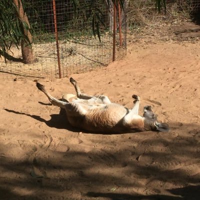 spikespiegel888's profile picture. 目の保用 とくにつぶやくことはありません