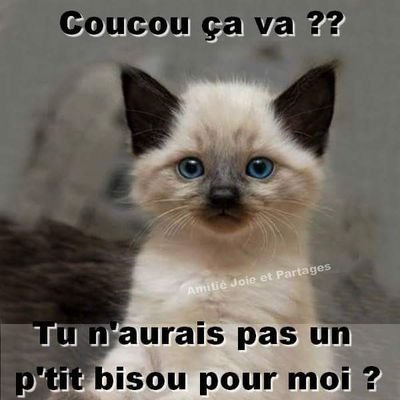 Litoire Des Chat Renesteinke Bonne Soiree Rene Steinke Bonne Nui A Toi Bisous Litoire Des Chat Renesteinke Bonne Soiree Rene Steinke Bonne Nui A Toi Bisous