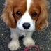Cute Animals (@piccuteofanimal) Twitter profile photo Cute Animals (@piccuteofanimal) Twitter profile photo