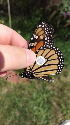 lisagerbec's profile picture. 