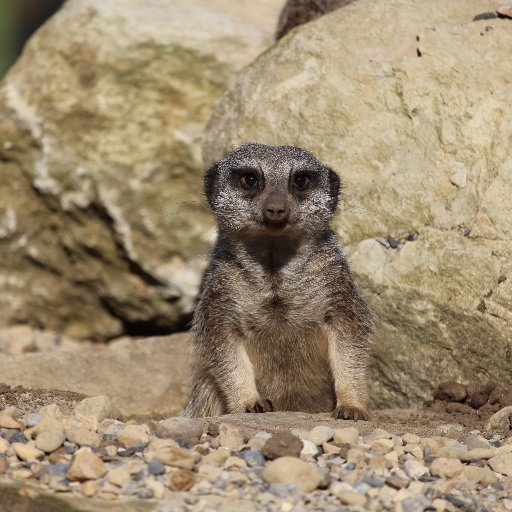 Askham Bryan Wildlife Park