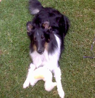 jorgepadillao's profile picture. Dog agility + Digital Marketing + eBusiness