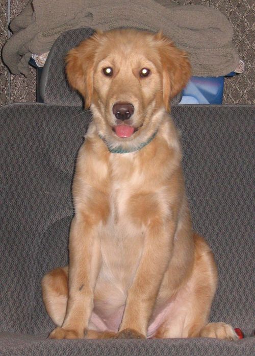 5 yr old Golden Retriever, Loves to fetch, eat, burp, and sleeps. Hates cats and squirrels