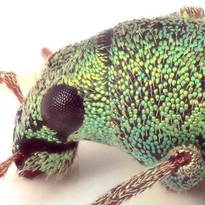 weevil_forbix Profile Picture