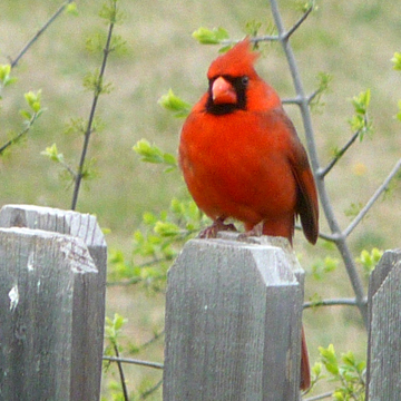 I watch birds & seek mindful living. I seek truth and don't believe the hype.