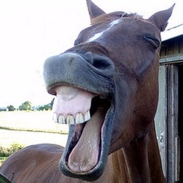 Image result for horse laugh