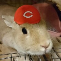 シマリス(@SHIMARHI) 's Twitter Profile Photo