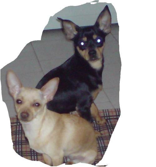 mirusev's profile picture. 